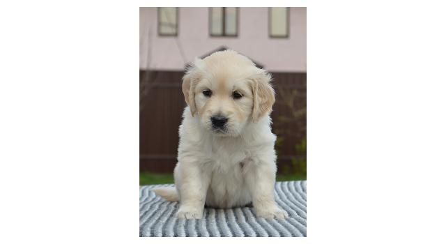 Щенки папийона (папильона) в питомнике Бон Плезир Щенки папийона (папильона) в питомнике Бон Плезир