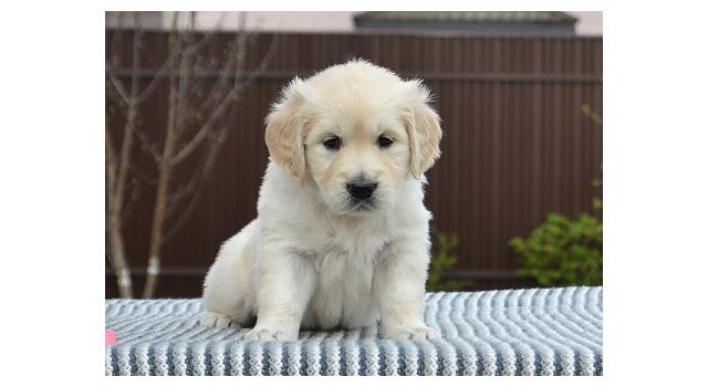Щенки папийона (папильона) в питомнике Бон Плезир Щенки папийона (папильона) в питомнике Бон Плезир