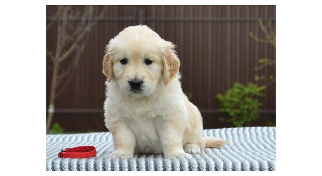 Щенки папийона (папильона) в питомнике Бон Плезир Щенки папийона (папильона) в питомнике Бон Плезир