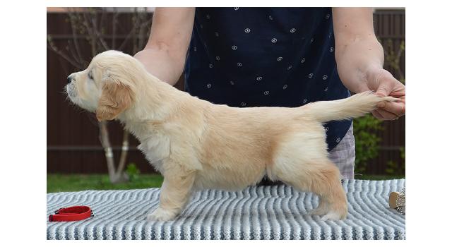 Щенки папийона (папильона) в питомнике Бон Плезир Щенки папийона (папильона) в питомнике Бон Плезир