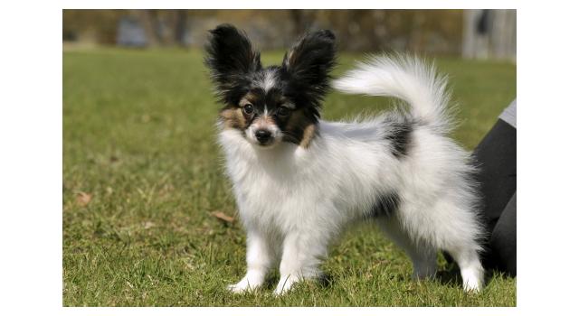 Щенки папийона (папильона) в питомнике Бон Плезир Щенки папийона (папильона) в питомнике Бон Плезир