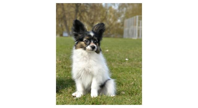 Щенки папийона (папильона) в питомнике Бон Плезир Щенки папийона (папильона) в питомнике Бон Плезир