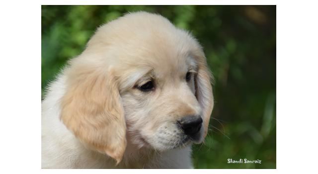 Щенки папийона (папильона) в питомнике Бон Плезир Щенки папийона (папильона) в питомнике Бон Плезир
