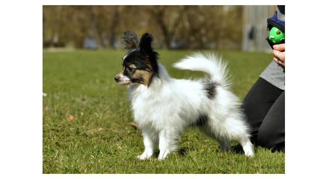 Щенки папийона (папильона) в питомнике Бон Плезир Щенки папийона (папильона) в питомнике Бон Плезир