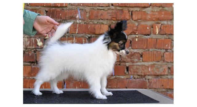 Щенки папийона (папильона) в питомнике Бон Плезир Щенки папийона (папильона) в питомнике Бон Плезир
