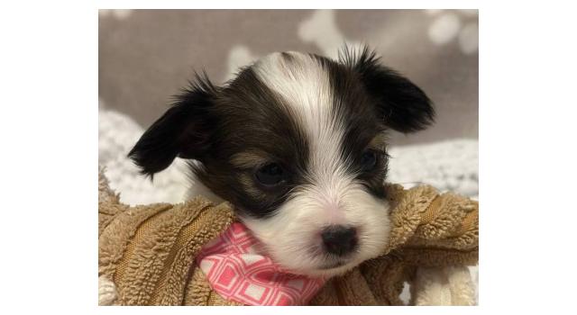 Щенки папийона (папильона) в питомнике Бон Плезир Щенки папийона (папильона) в питомнике Бон Плезир