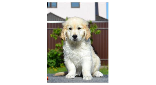 Щенки папийона (папильона) в питомнике Бон Плезир Щенки папийона (папильона) в питомнике Бон Плезир