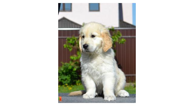 Щенки папийона (папильона) в питомнике Бон Плезир Щенки папийона (папильона) в питомнике Бон Плезир