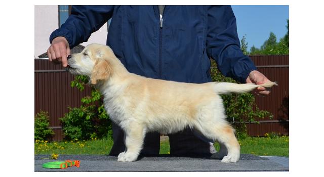 Щенки папийона (папильона) в питомнике Бон Плезир Щенки папийона (папильона) в питомнике Бон Плезир