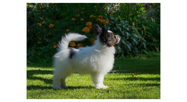Щенки папийона (папильона) в питомнике Бон Плезир Щенки папийона (папильона) в питомнике Бон Плезир