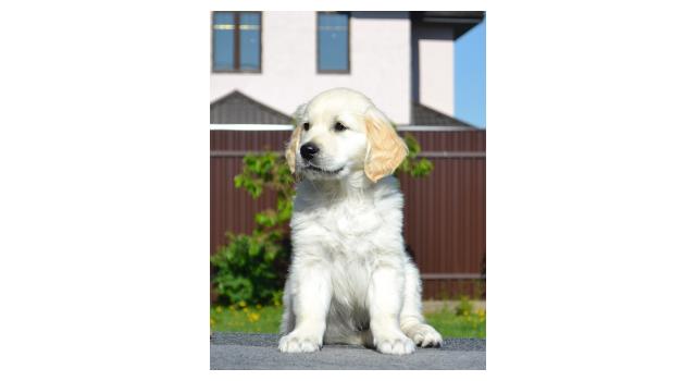 Щенки папийона (папильона) в питомнике Бон Плезир Щенки папийона (папильона) в питомнике Бон Плезир