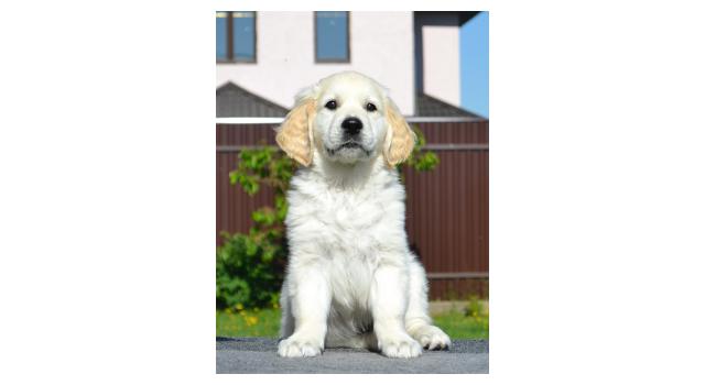 Щенки папийона (папильона) в питомнике Бон Плезир Щенки папийона (папильона) в питомнике Бон Плезир