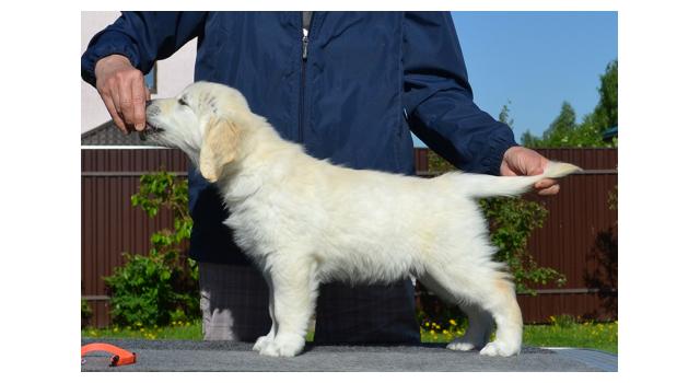 Щенки папийона (папильона) в питомнике Бон Плезир Щенки папийона (папильона) в питомнике Бон Плезир