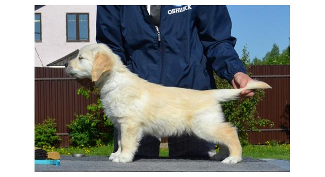 Щенки папийона (папильона) в питомнике Бон Плезир Щенки папийона (папильона) в питомнике Бон Плезир