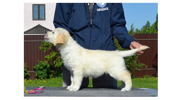 Щенки папийона (папильона) в питомнике Бон Плезир Щенки папийона (папильона) в питомнике Бон Плезир