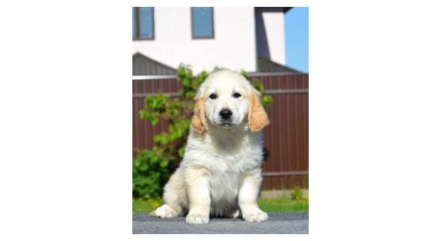 Щенки папийона (папильона) в питомнике Бон Плезир Щенки папийона (папильона) в питомнике Бон Плезир