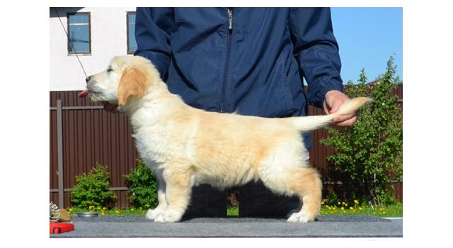 Щенки папийона (папильона) в питомнике Бон Плезир Щенки папийона (папильона) в питомнике Бон Плезир