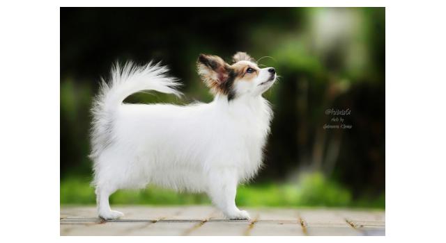 Щенки папийона (папильона) в питомнике Бон Плезир Щенки папийона (папильона) в питомнике Бон Плезир