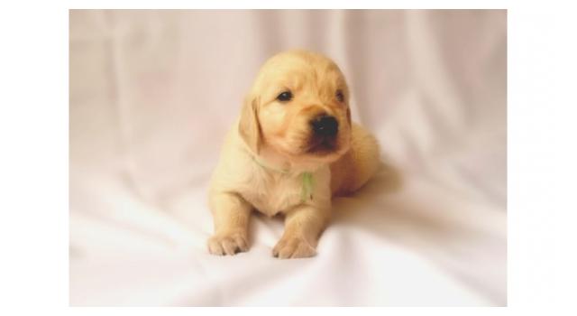 Щенки папийона (папильона) в питомнике Бон Плезир Щенки папийона (папильона) в питомнике Бон Плезир