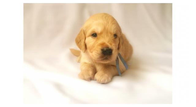 Щенки папийона (папильона) в питомнике Бон Плезир Щенки папийона (папильона) в питомнике Бон Плезир