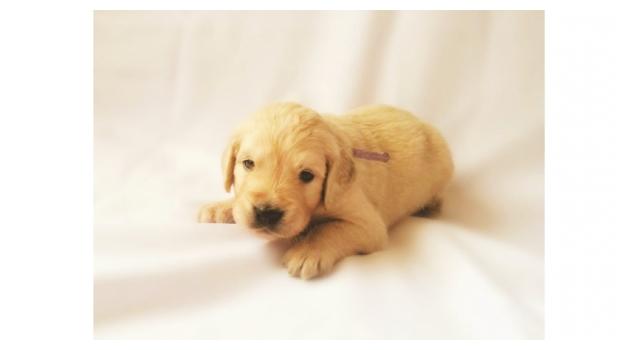 Щенки папийона (папильона) в питомнике Бон Плезир Щенки папийона (папильона) в питомнике Бон Плезир