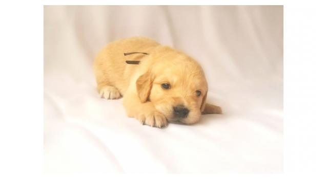 Щенки папийона (папильона) в питомнике Бон Плезир Щенки папийона (папильона) в питомнике Бон Плезир