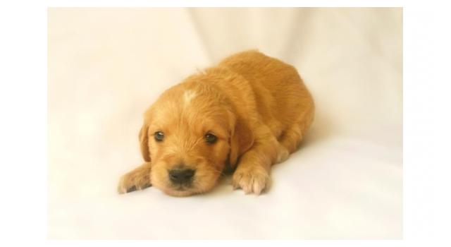 Щенки папийона (папильона) в питомнике Бон Плезир Щенки папийона (папильона) в питомнике Бон Плезир