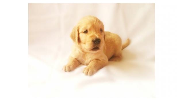 Щенки папийона (папильона) в питомнике Бон Плезир Щенки папийона (папильона) в питомнике Бон Плезир