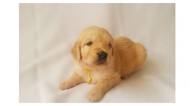 Щенки папийона (папильона) в питомнике Бон Плезир Щенки папийона (папильона) в питомнике Бон Плезир