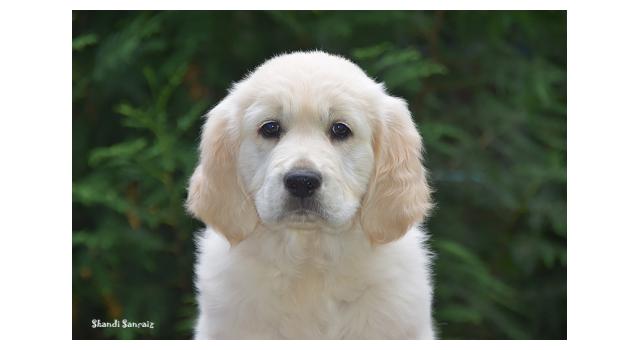 Щенки папийона (папильона) в питомнике Бон Плезир Щенки папийона (папильона) в питомнике Бон Плезир