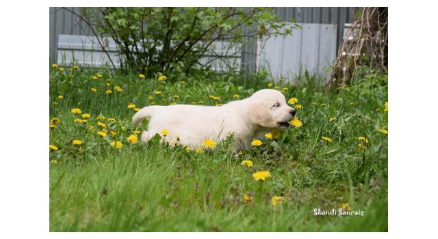Puppies of papillon in Bon Plaisir Kennel Puppies of papillon in Bon Plaisir Kennel