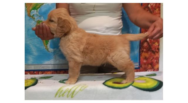 Щенки папийона (папильона) в питомнике Бон Плезир Щенки папийона (папильона) в питомнике Бон Плезир