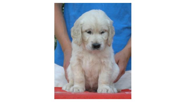 Щенки папийона (папильона) в питомнике Бон Плезир Щенки папийона (папильона) в питомнике Бон Плезир