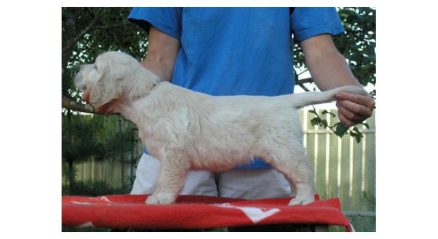 Щенки папийона (папильона) в питомнике Бон Плезир Щенки папийона (папильона) в питомнике Бон Плезир