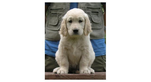 Щенки папийона (папильона) в питомнике Бон Плезир Щенки папийона (папильона) в питомнике Бон Плезир