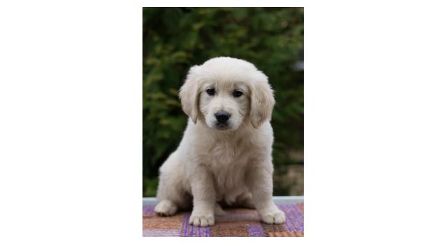 Щенки папийона (папильона) в питомнике Бон Плезир Щенки папийона (папильона) в питомнике Бон Плезир