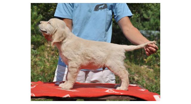 Щенки папийона (папильона) в питомнике Бон Плезир Щенки папийона (папильона) в питомнике Бон Плезир
