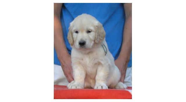 Щенки папийона (папильона) в питомнике Бон Плезир Щенки папийона (папильона) в питомнике Бон Плезир