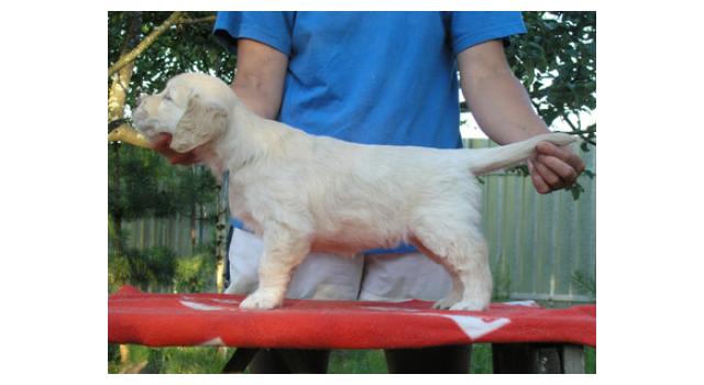 Щенки папийона (папильона) в питомнике Бон Плезир Щенки папийона (папильона) в питомнике Бон Плезир