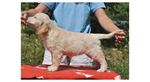 Щенки папийона (папильона) в питомнике Бон Плезир Щенки папийона (папильона) в питомнике Бон Плезир