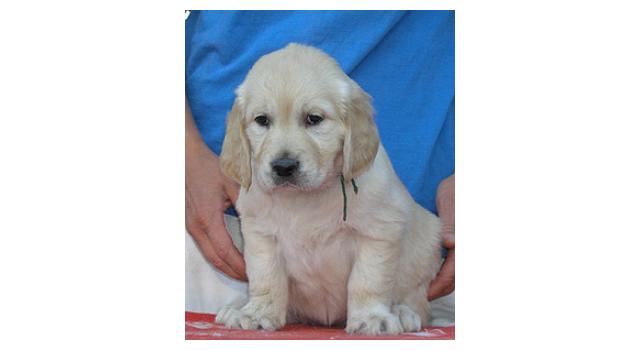 Щенки папийона (папильона) в питомнике Бон Плезир Щенки папийона (папильона) в питомнике Бон Плезир