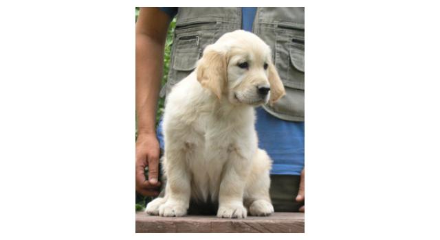 Щенки папийона (папильона) в питомнике Бон Плезир Щенки папийона (папильона) в питомнике Бон Плезир