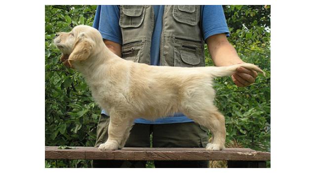 Щенки папийона (папильона) в питомнике Бон Плезир Щенки папийона (папильона) в питомнике Бон Плезир