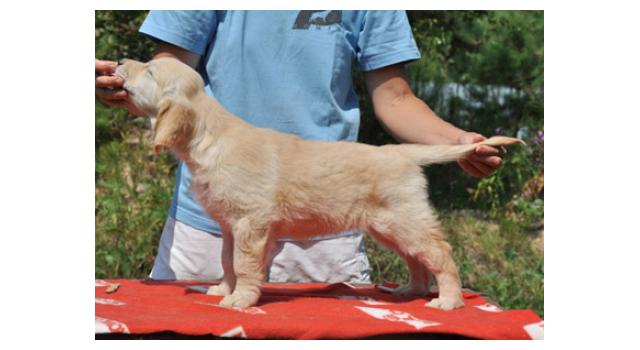 Щенки папийона (папильона) в питомнике Бон Плезир Щенки папийона (папильона) в питомнике Бон Плезир