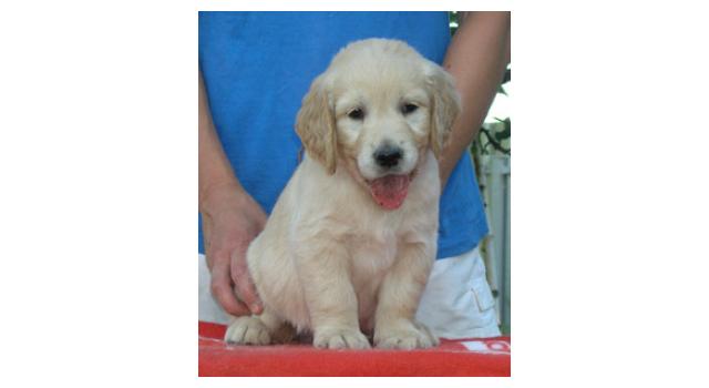 Щенки папийона (папильона) в питомнике Бон Плезир Щенки папийона (папильона) в питомнике Бон Плезир