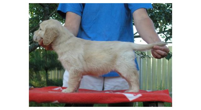 Щенки папийона (папильона) в питомнике Бон Плезир Щенки папийона (папильона) в питомнике Бон Плезир