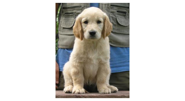 Щенки папийона (папильона) в питомнике Бон Плезир Щенки папийона (папильона) в питомнике Бон Плезир