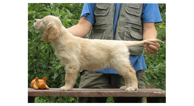 Щенки папийона (папильона) в питомнике Бон Плезир Щенки папийона (папильона) в питомнике Бон Плезир