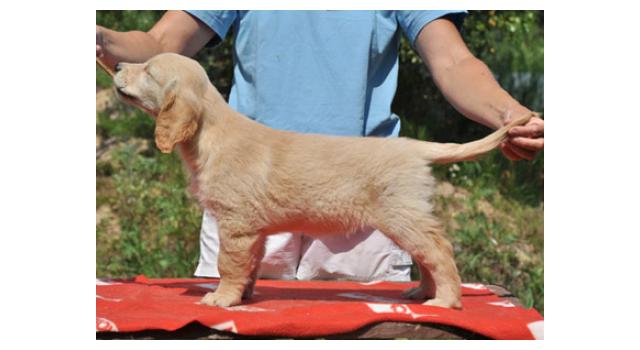 Щенки папийона (папильона) в питомнике Бон Плезир Щенки папийона (папильона) в питомнике Бон Плезир
