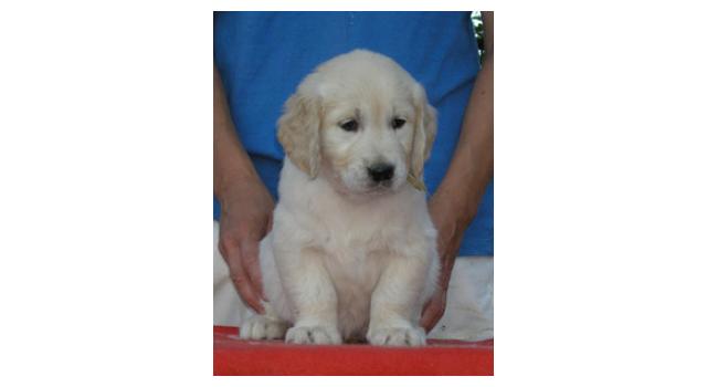 Щенки папийона (папильона) в питомнике Бон Плезир Щенки папийона (папильона) в питомнике Бон Плезир